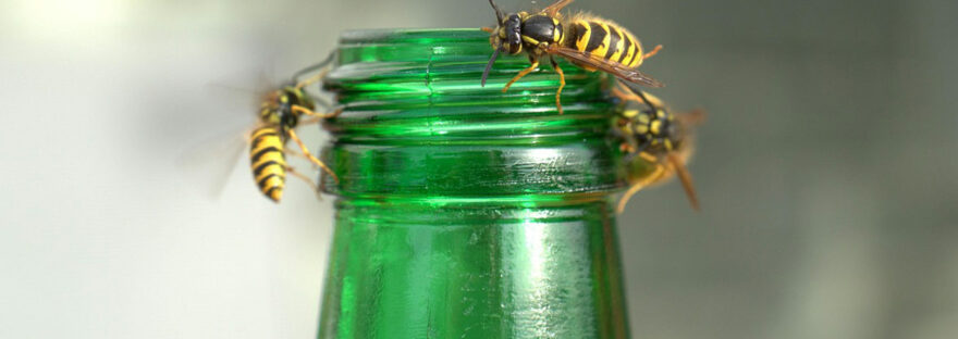 Surmontez votre peur des insectes volants